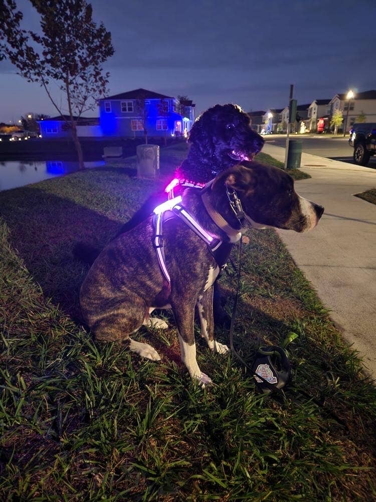 Puppy LED - Venta al por mayor Arnés - Perros - Arnés para perro con luces LED15