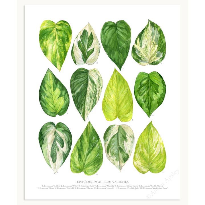 Aaron Apsley Artwork - Vendita all'ingrosso Stampa artistica - Stampa delle varietà Epipremnum aureum