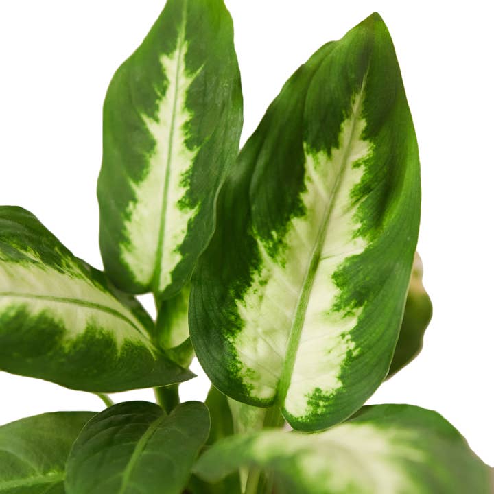 House Plant Wholesale - Wholesale Live Plant - DIEFFENBACHIA CAMILLE 4-inch1