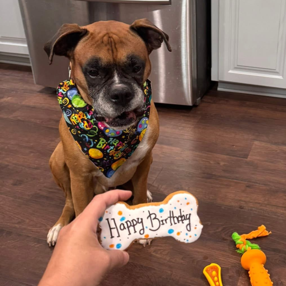 PawsAbilities - Vente Bandana – chien - Bandana Joyeux Anniversaire2