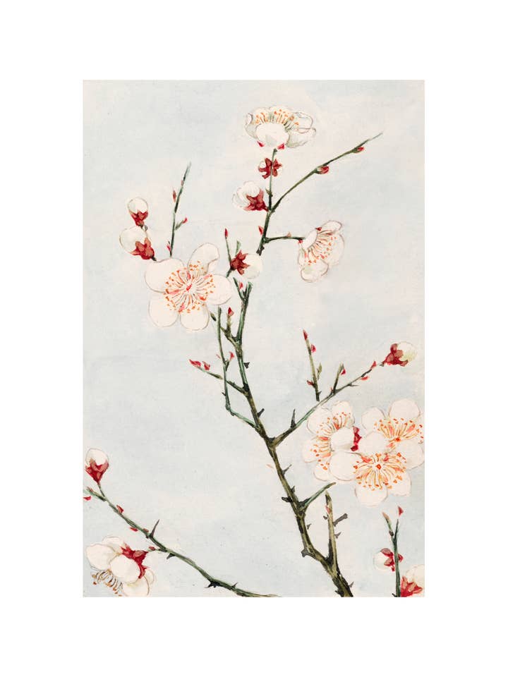 Plum Branches for wholesale by Sweet Tree Cards