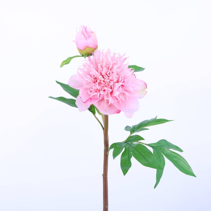 FN20011 HERBACEOUS PEONY (NAT),26in-12P/72 for wholesale by Green Import Limited