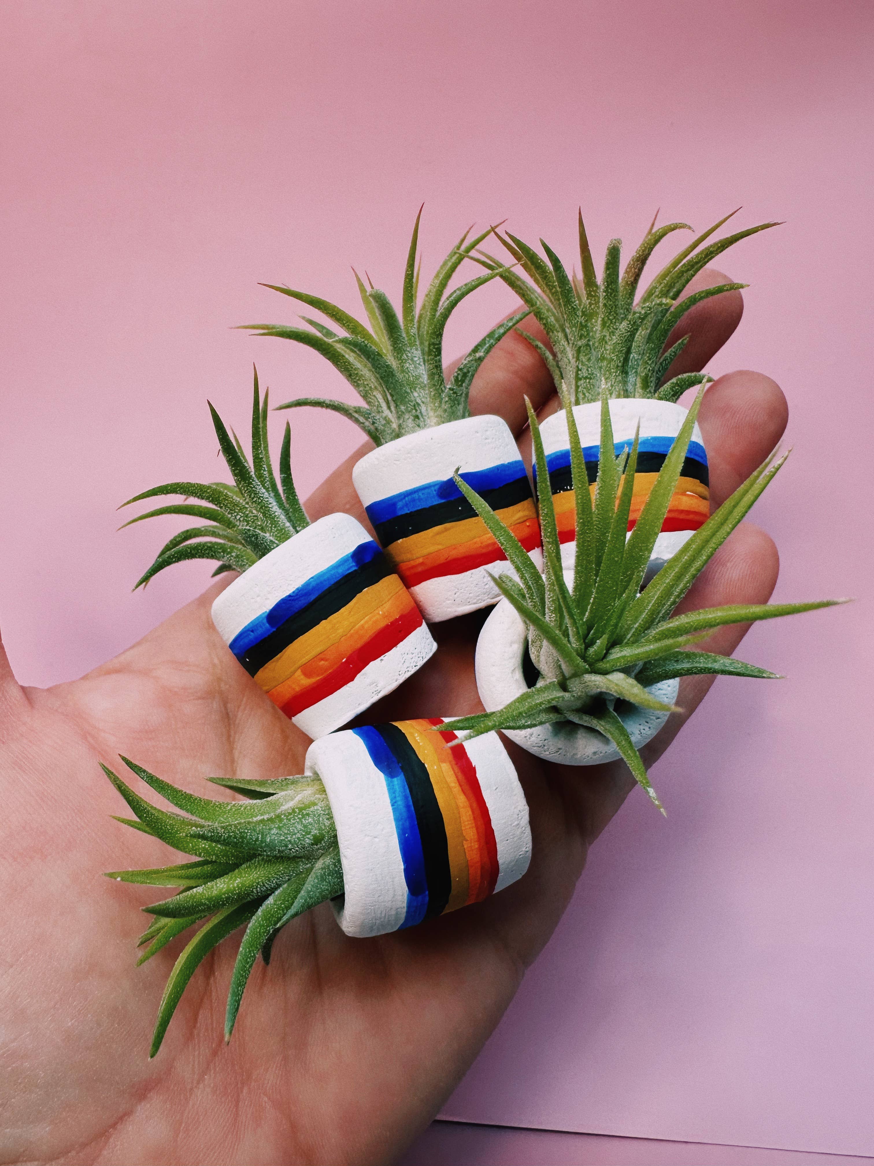 O'Berry's Succulents - Wholesale Plant Pot - 80"s Rainbow Mini Planter