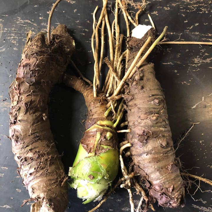Rooster farms - Vente Plante - 1 lb de bulbes de racines de taro alocasia petite oreille d'éléphant pour la culture
