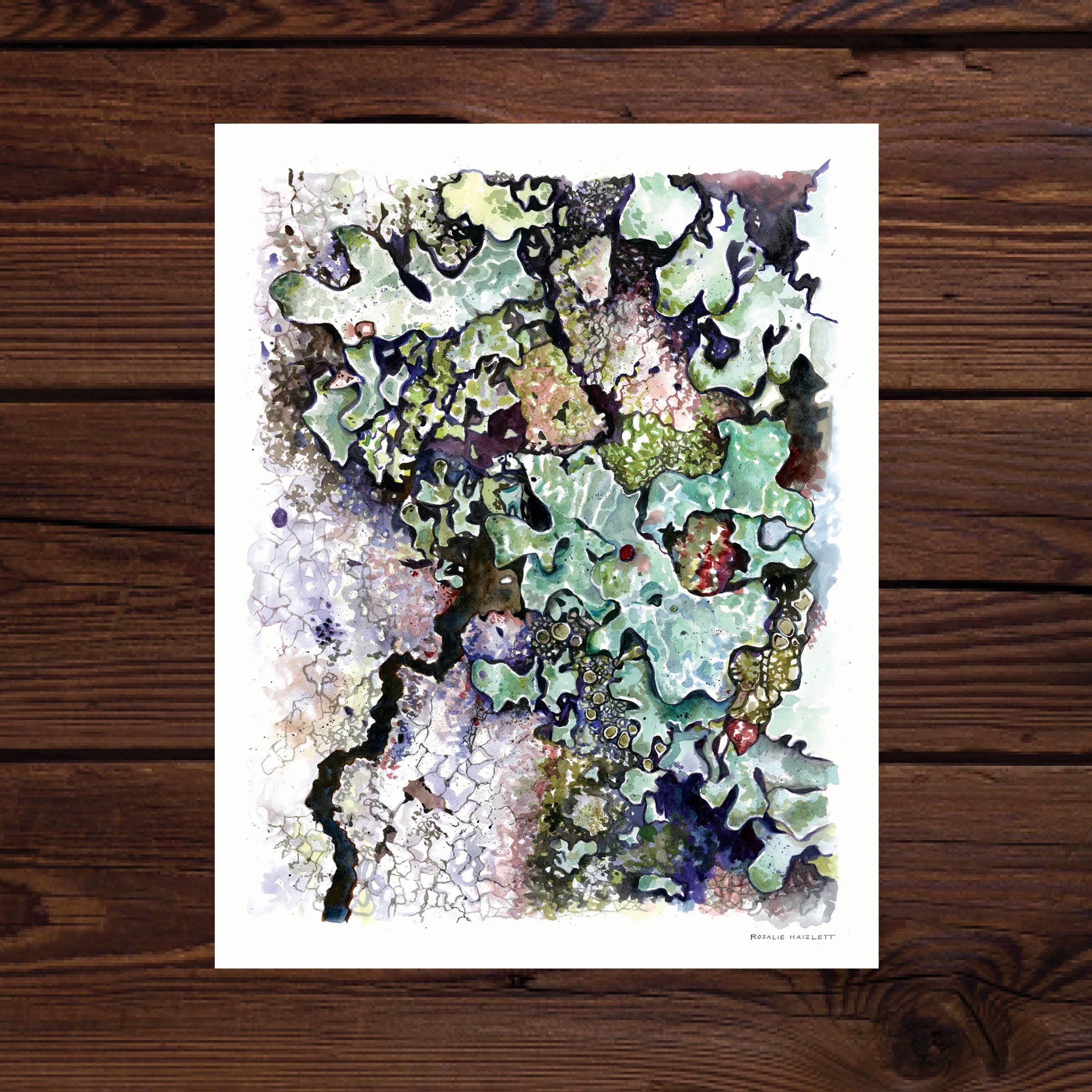 Rosalie Haizlett Illustration - Wholesale Art Print - Green Shield Lichen Watercolor Art Print2
