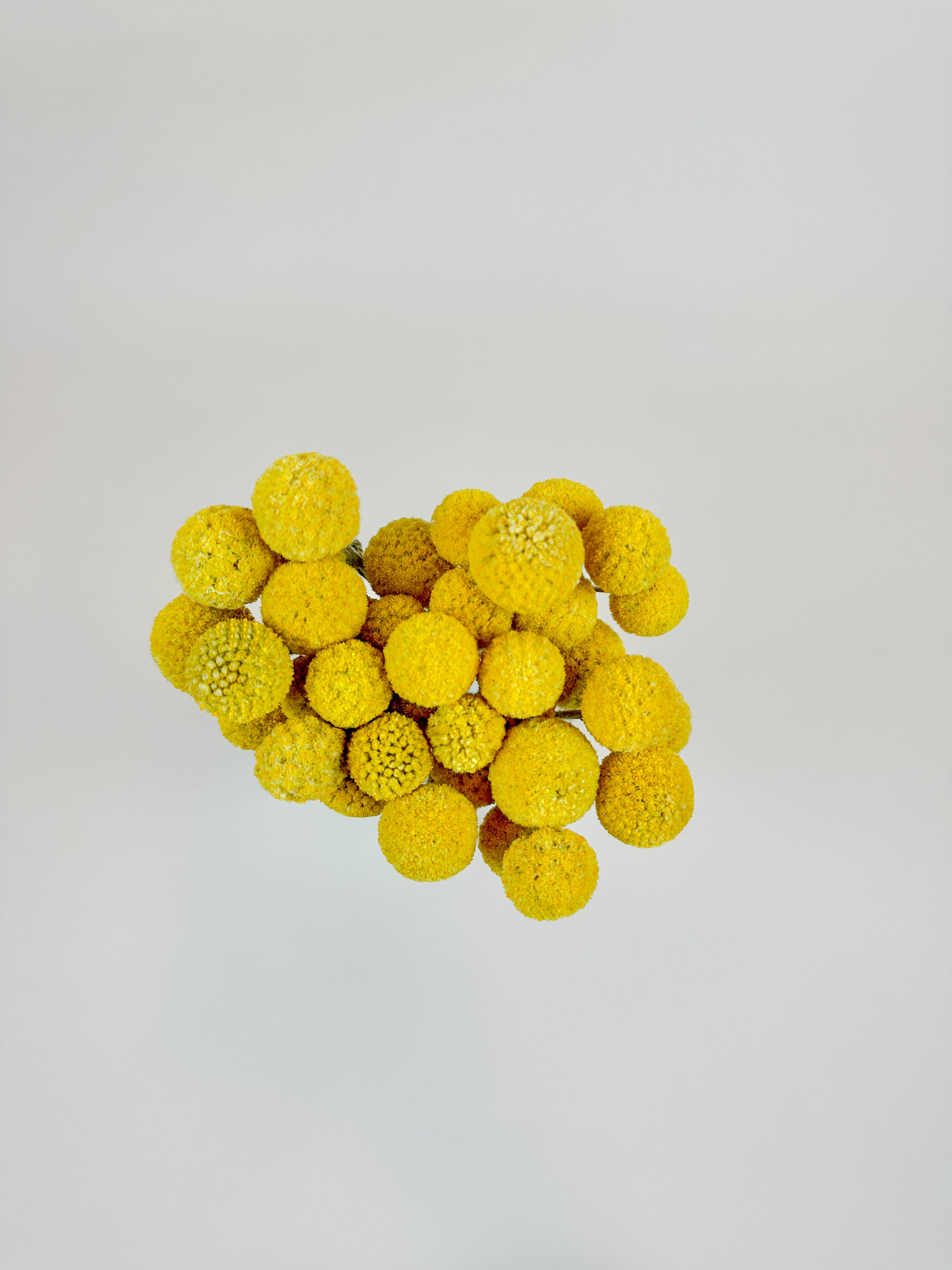 Lovejoy Farms Premium Dried Flowers - Wholesale Dried/Pressed Flowers - Craspedia (Drumstick Flower) – Naturally Air-Dried1