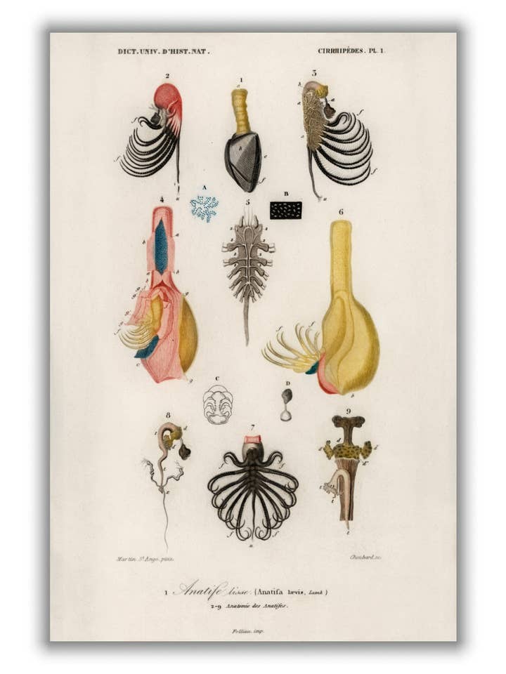 Anatifa Laevis for wholesale by Stanley Print House