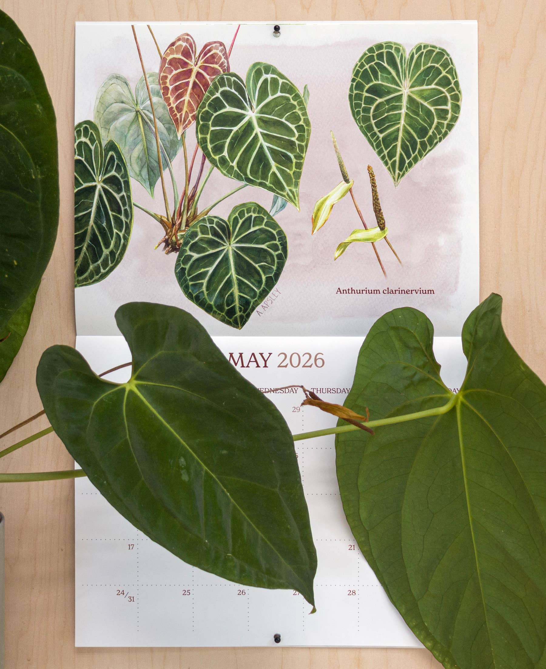 Aaron Apsley Artwork - Wholesale Calendar - 2026 Aroid Wall Calendar3