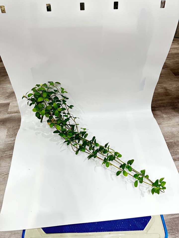 34" Hängender Blätterbusch, Grün für den Großhandel von Tremont Floral Supplies