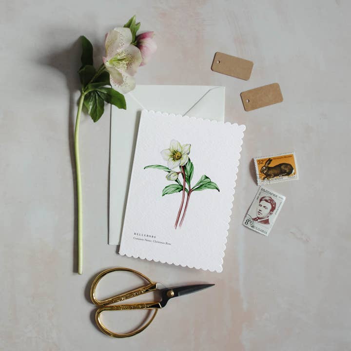Sophie Brabbins - Wholesale Everyday Greeting Card - Hellebore Watercolour Scalloped Sustainable Greeting Card