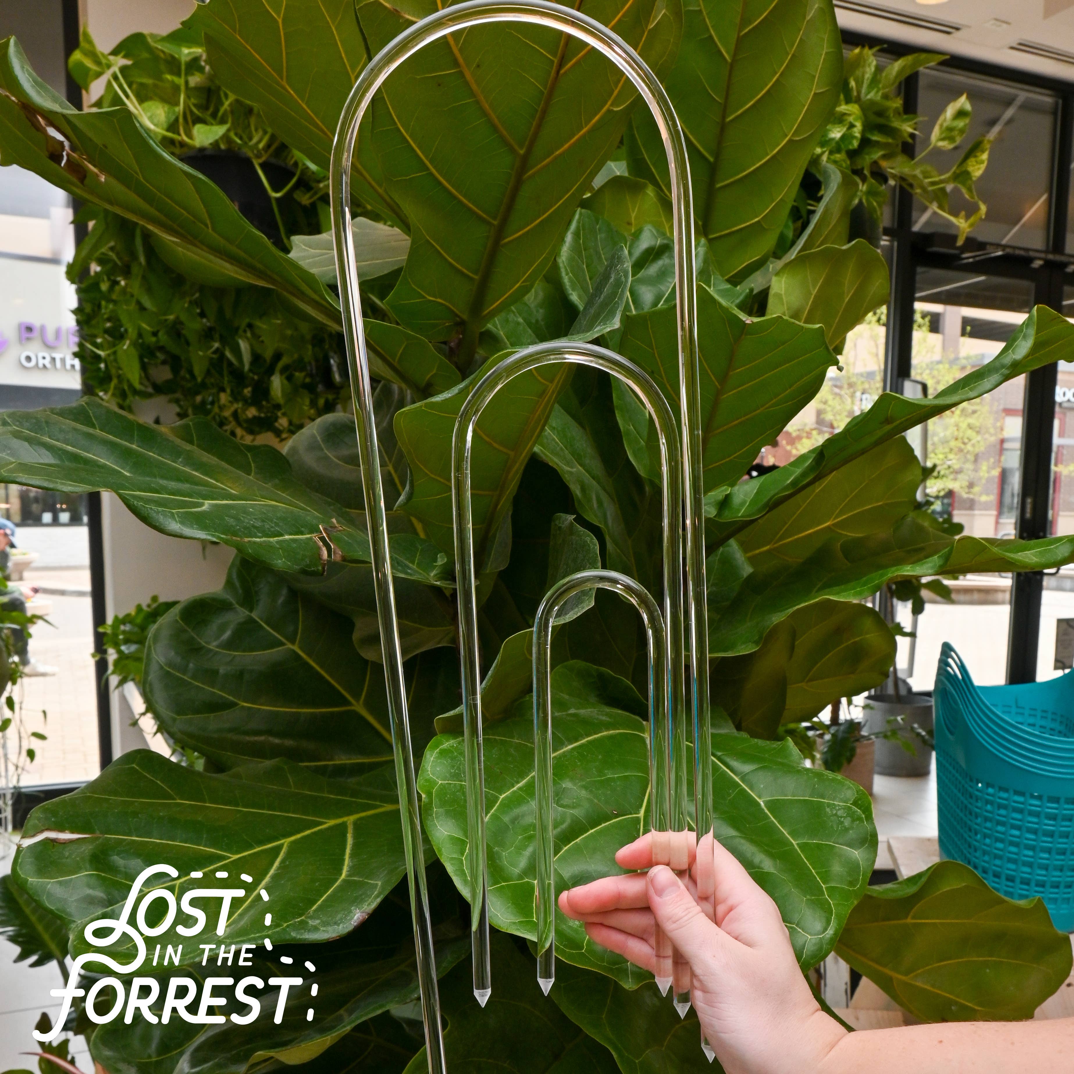 Lost in the Forrest - Wholesale Garden Tool - Glassvine Plant Support Hoop10