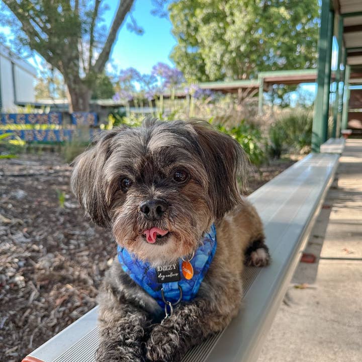 Dizzy Dog Collars - Wholesale Pet Harness - Dog - DOG HARNESS | Blue Marble | Neck Adjustable Dog Harness
