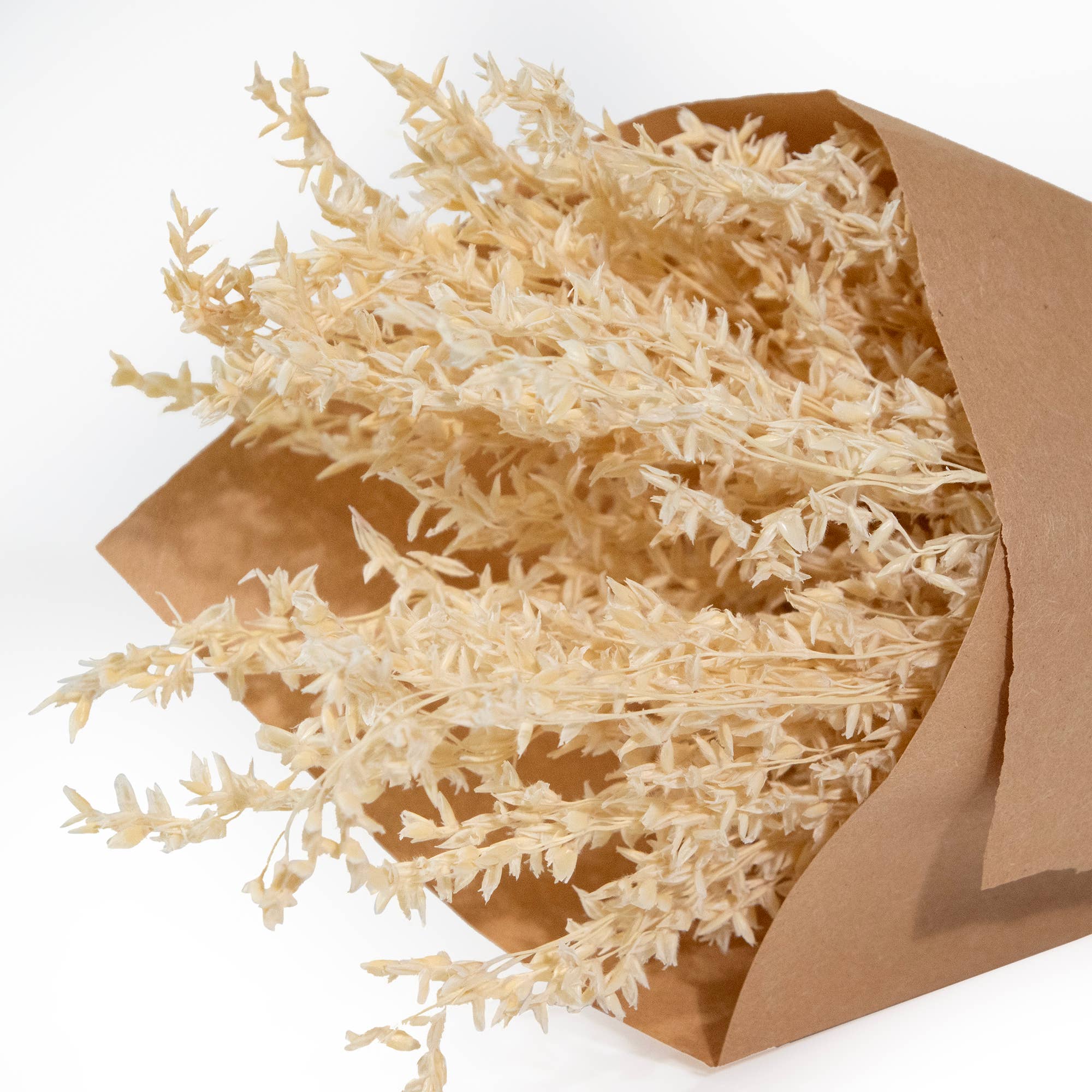 Andaluca - Wholesale Dried/Pressed Flowers - MINI Corn Broom Grass Bundle #853