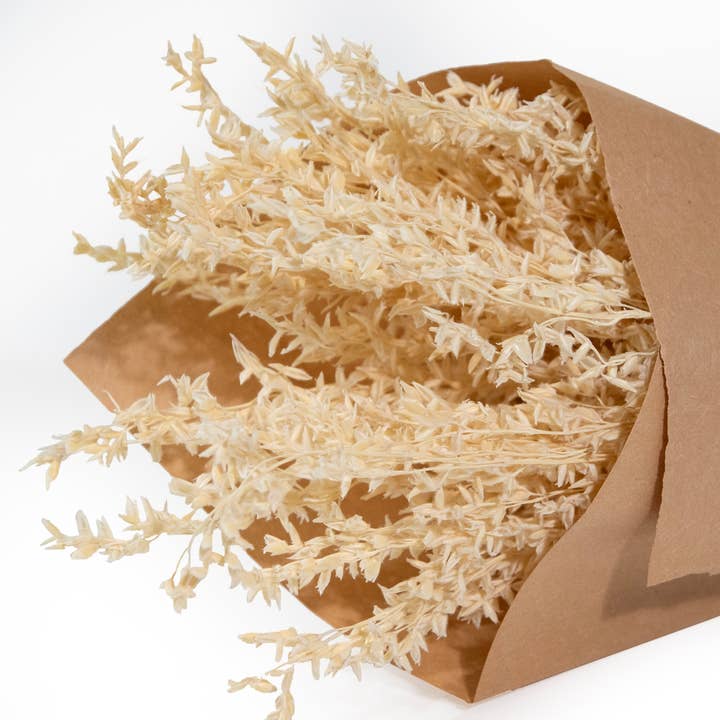 Andaluca - Wholesale Dried/Pressed Flowers - MINI Corn Broom Grass Bundle #853