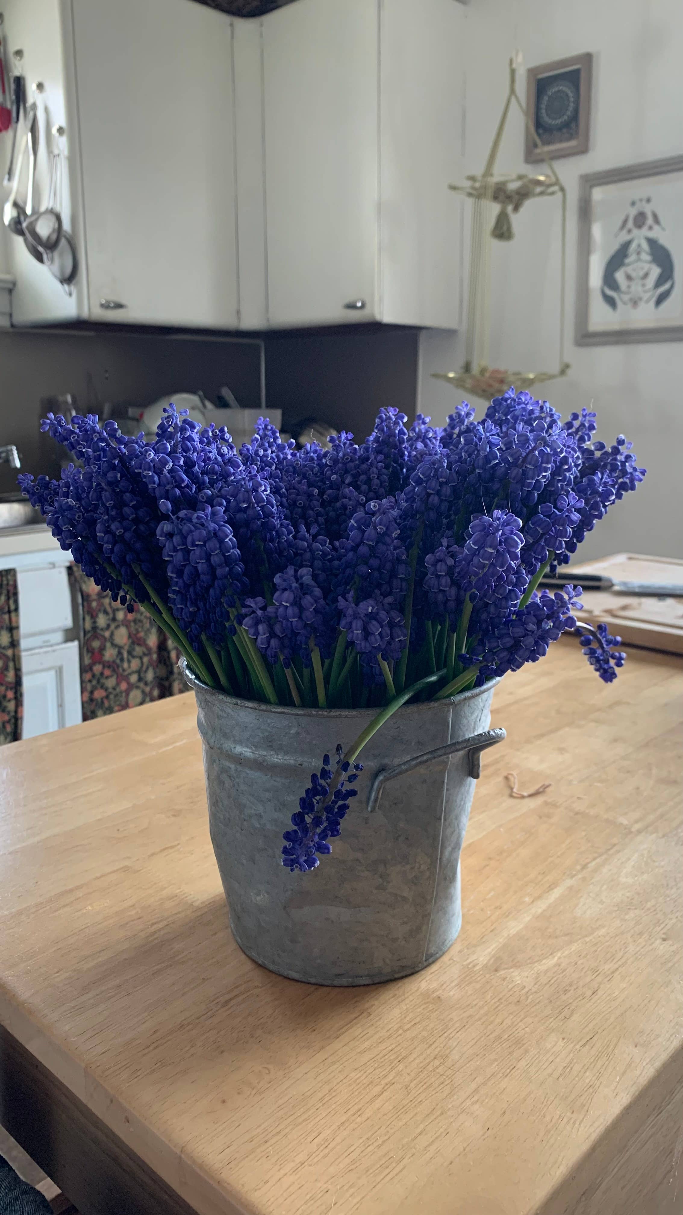 Twig and Snip - Wholesale Dried/Pressed Flowers - Dried Blue Grape Hyacinth Flowers - Natural Cool Tones6