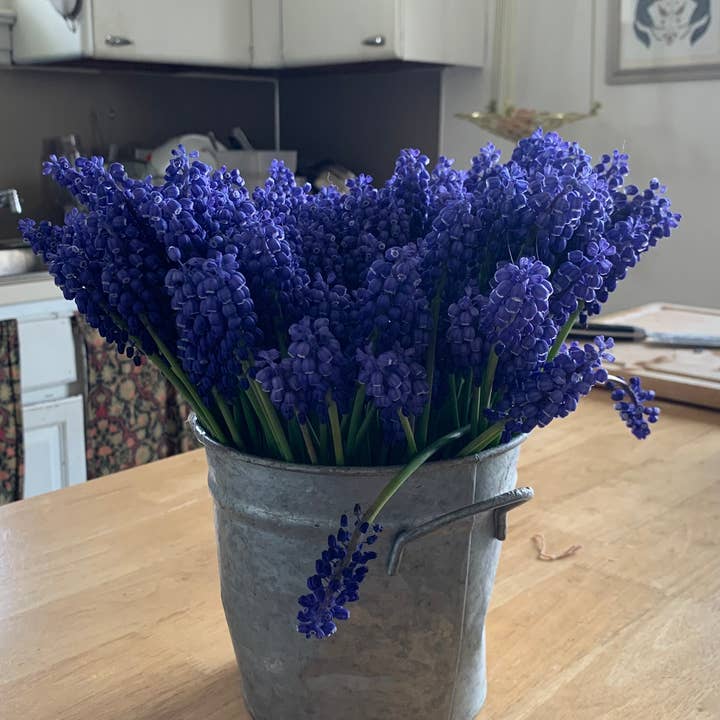 Twig and Snip - Wholesale Dried/Pressed Flowers - Dried Blue Grape Hyacinth Flowers - Natural Cool Tones6