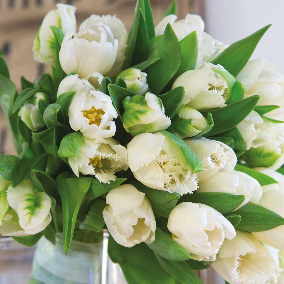 Oasis of Life - Vendita all'ingrosso Piante vive - Bulbi di tulipano – 21 bulbi da fiore – Tulipa 'Northcap' – Tulipani bianchi doppi – Bulbi da fiore per giardino, balcone e terrazza – Fioritura primaverile – Dimensione 11/125