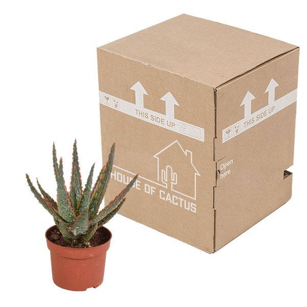 Oasis of Life – wholesale Succulent – Succulent Aloe Zebrina Dannyz – Houseplant Ø10.5cm – Star-shaped leaves with orange accents – Easy care & decorative – Direct from the grower2