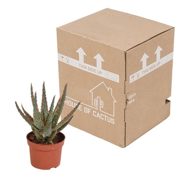 Oasis of Life – wholesale Succulent – Succulent Aloe Zebrina Dannyz – Houseplant Ø10.5cm – Star-shaped leaves with orange accents – Easy care & decorative – Direct from the grower2