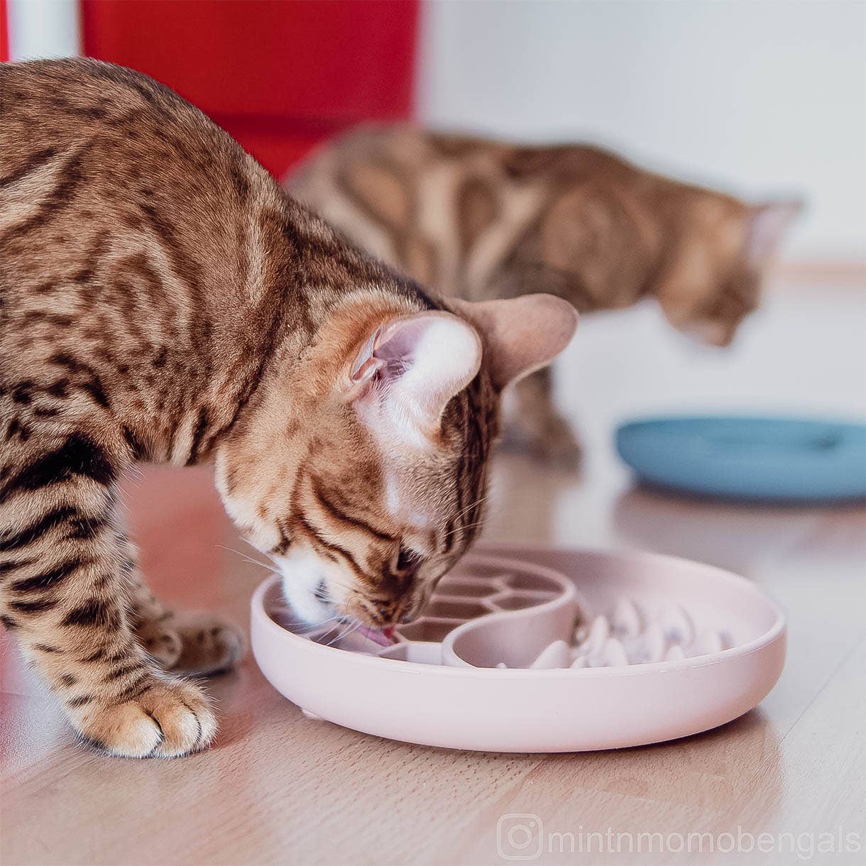 ne&no - Wholesale Pet Bowl - Cat/Dog - ne&no® Anti-Gulping Bowl / Licking Dish for Dogs & Cats16