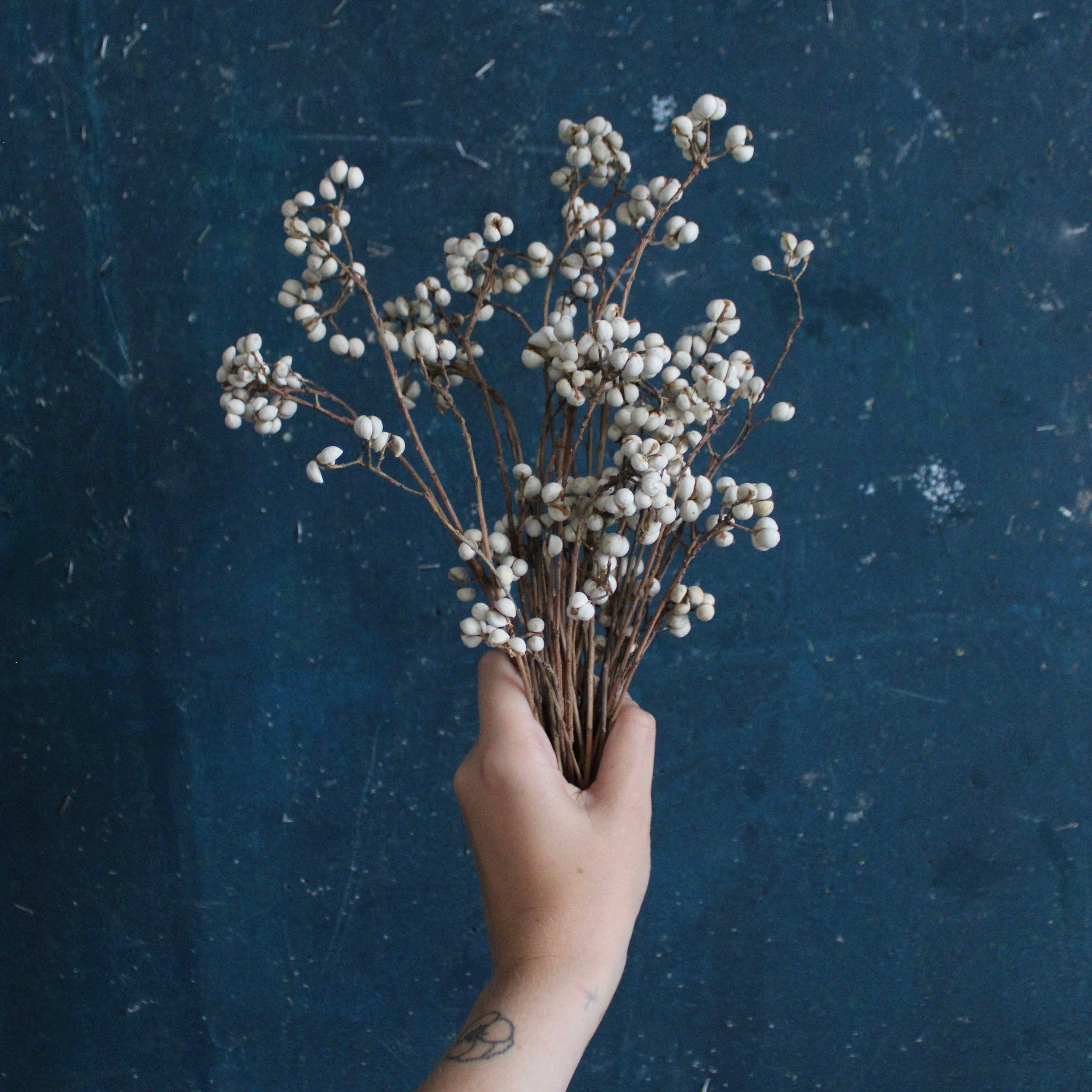 Natural White Tallow Berries - Dried  for wholesale on Faire2