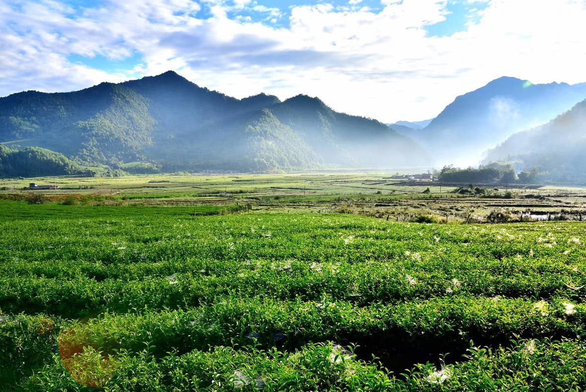 NIUKA Tea & Botanicals - Wholesale Loose Tea - Oolong Tea (roasted): Amber Jade3