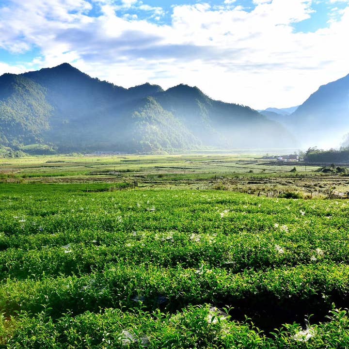 NIUKA Tea & Botanicals - Wholesale Loose Tea - Oolong Tea (roasted): Amber Jade3