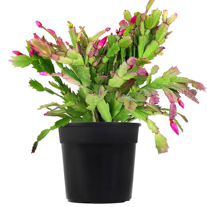 Best Plant Friend - Wholesale Succulent - Christmas Cactus Thanksgiving Cactus - Succulents 2/4/6in