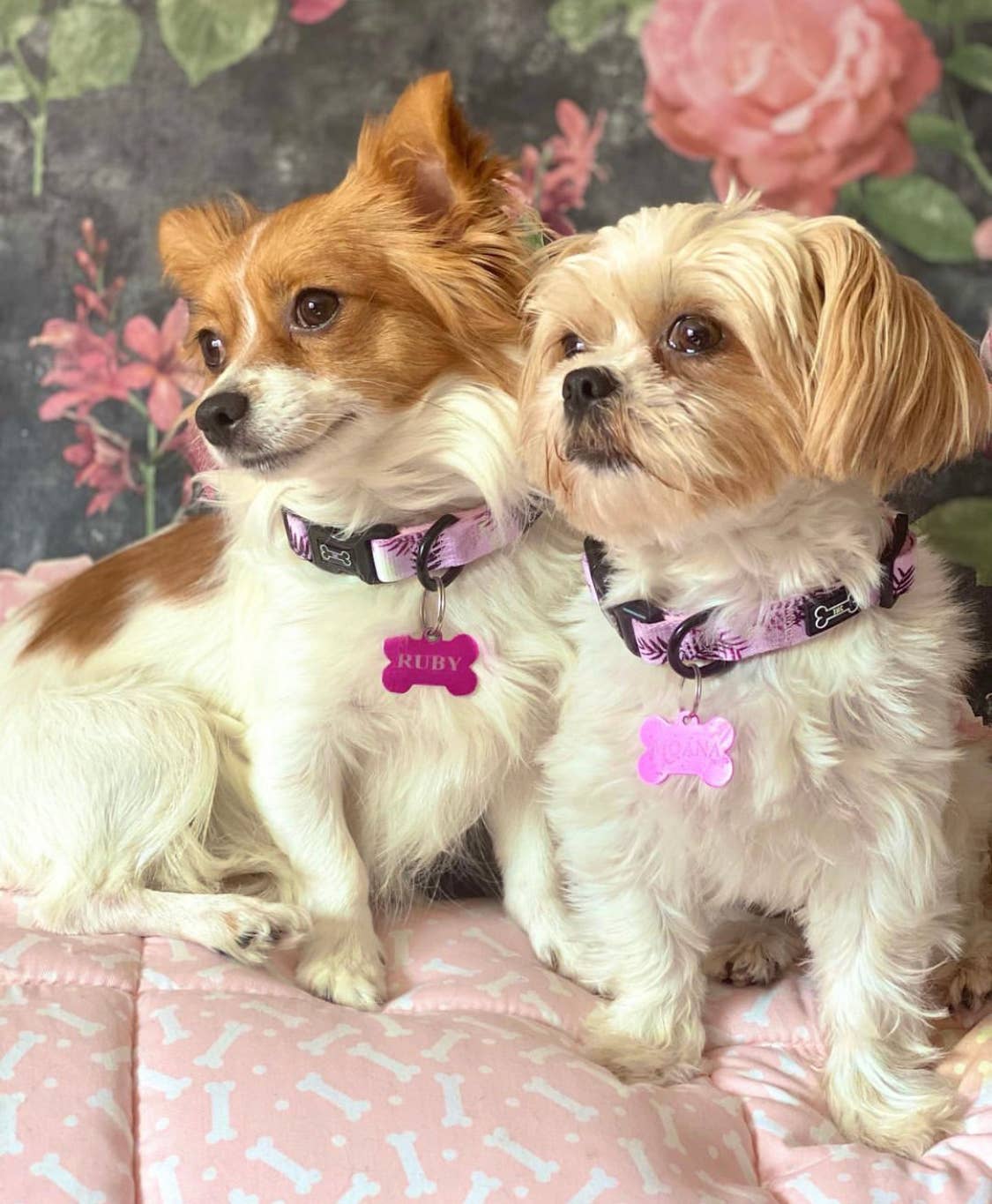 The Muttley Club - Wholesale Pet Collar - Dog - Palm Springs Adjustable Collar4