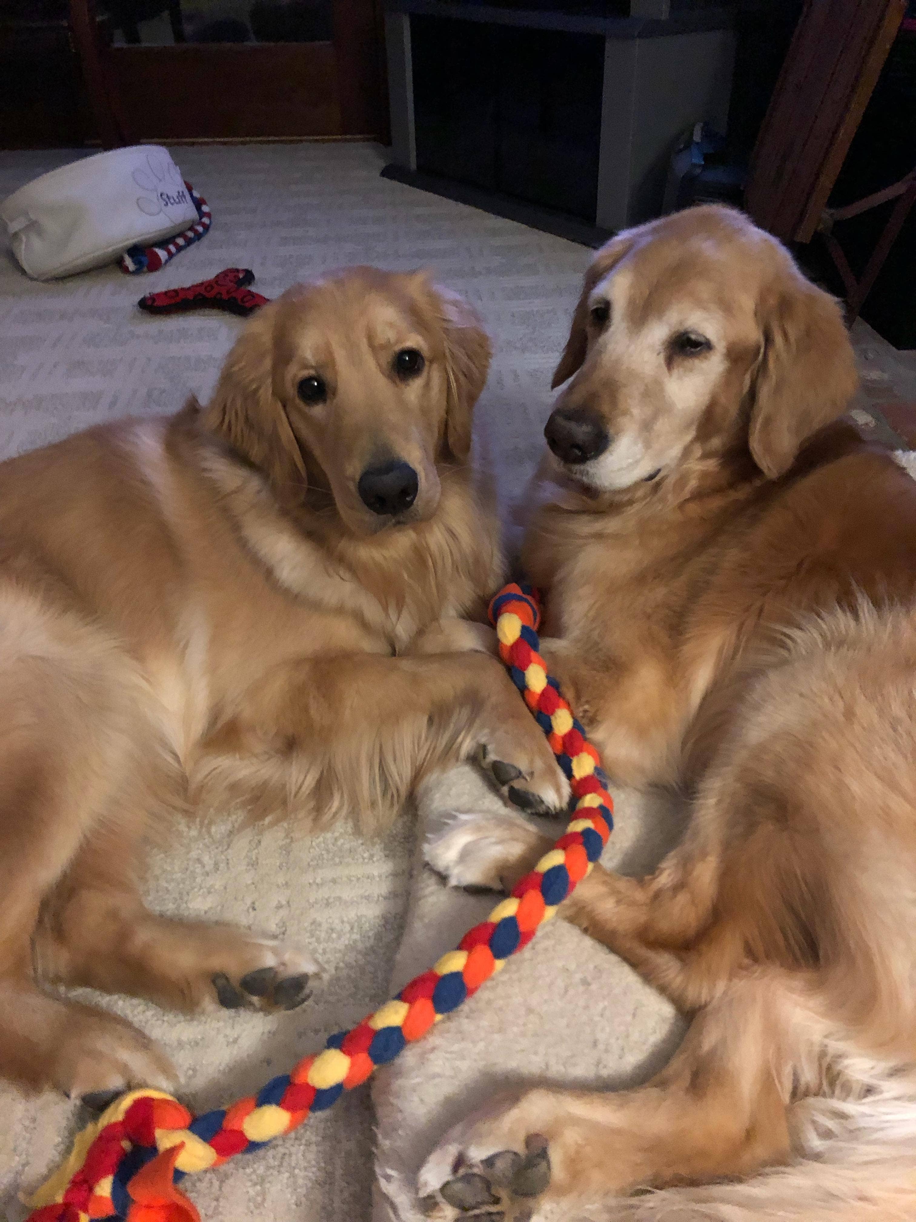 Gunther's Goodies - Wholesale Pet Rope Toy - Dog - Hand Braided, Quad Braid Dog Toys, Pull Toy7