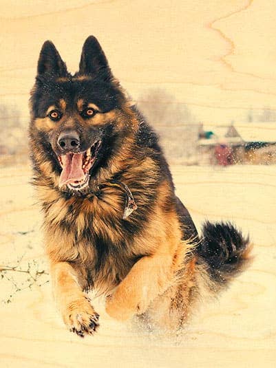 CARTOLINA IN LEGNO CANE PASTORE TEDESCO per la vendita all'ingrosso da parte di Hironwoods