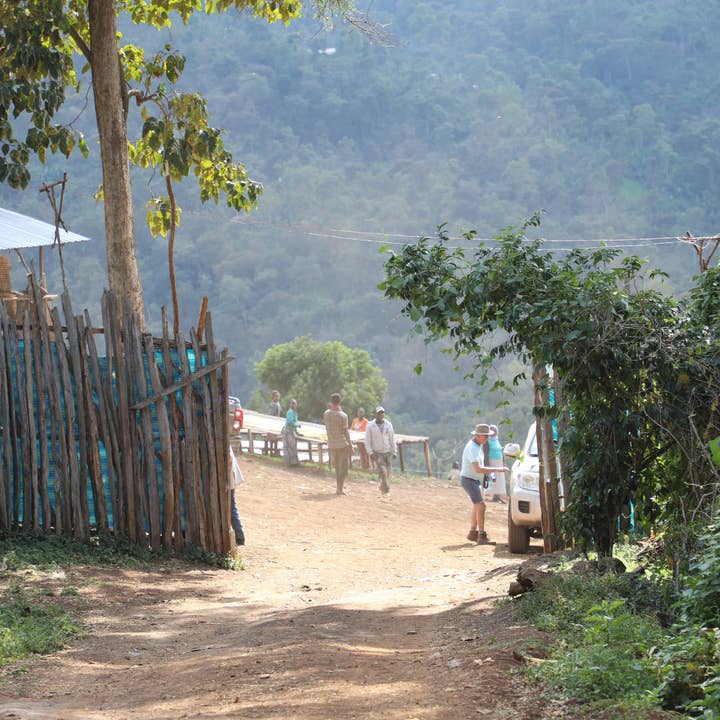 Paso Paso - Farmer Owned Coffee - Wholesale Coffee Beans - Ethiopia - Syoum Family - Heirloom Natural2