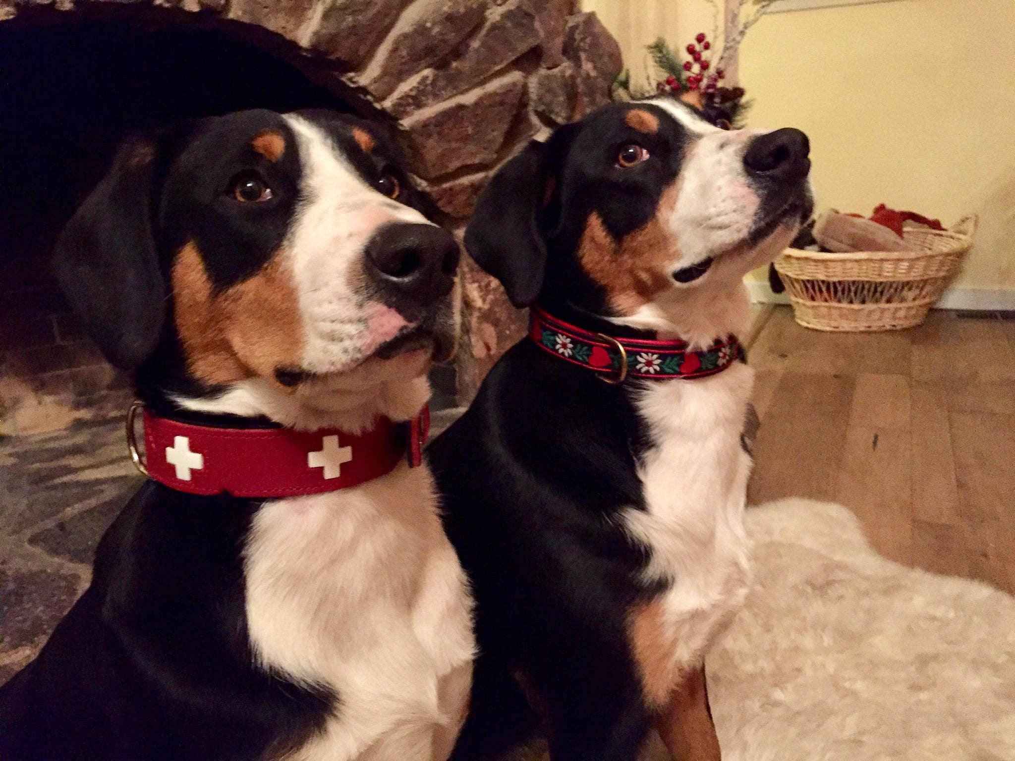 Alpen Schatz - Wholesale Pet Collar - Dog - Swiss Cross Collars9