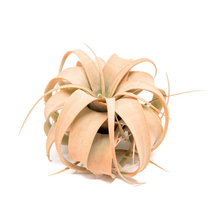 Air Plant Shop - Wholesale Live Plant - Color Enhanced Tillandsia Mini Xerographica Air Plants21