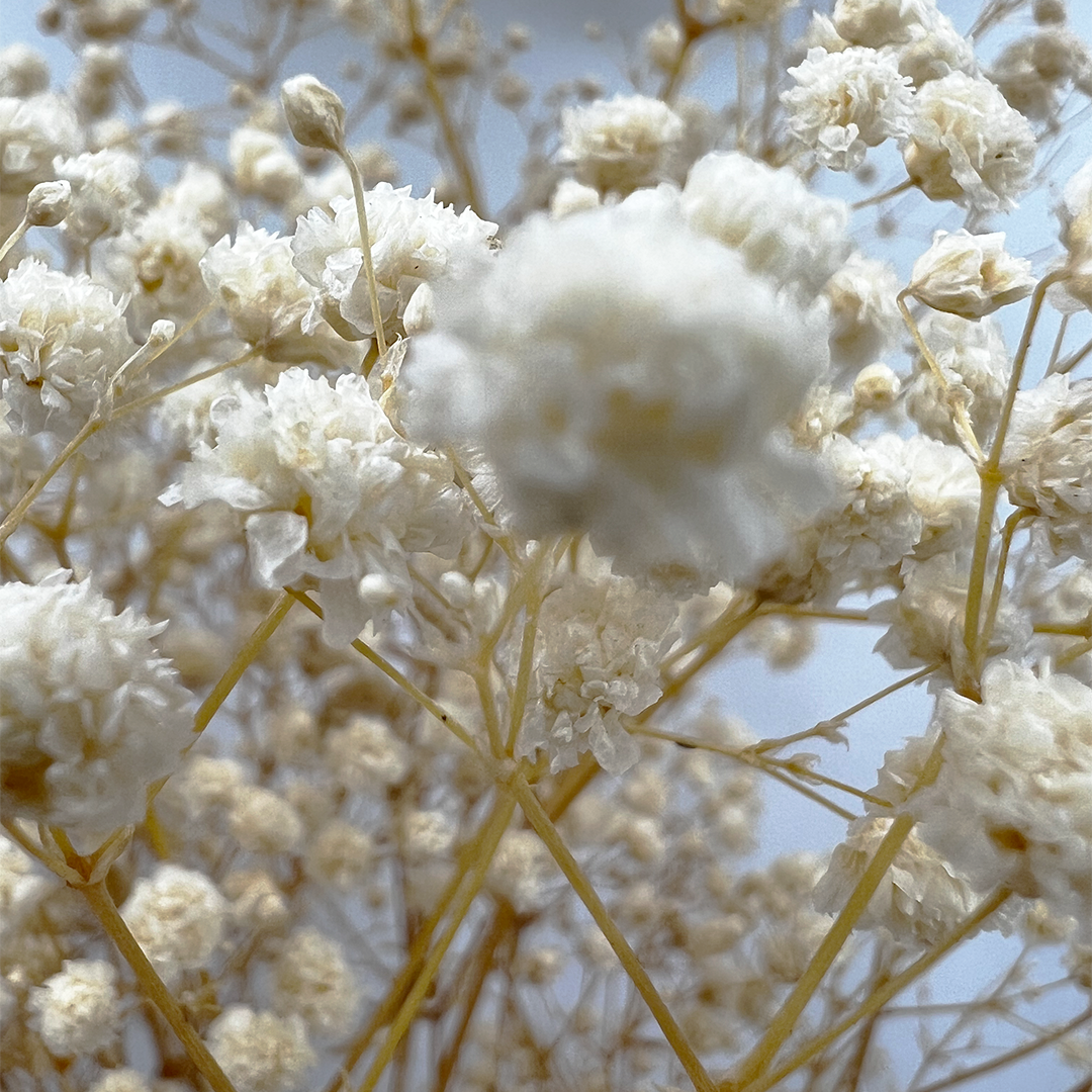 2626 Designs - Wholesale Dried/Pressed Flowers - Preserved Gypsophila, Baby's Breath,24" long8