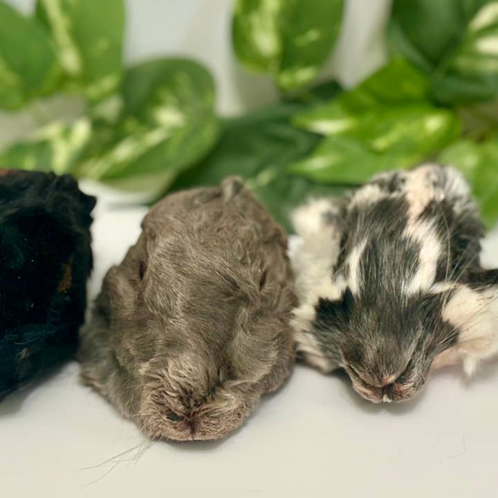 Rocky&Stella’s Treats - Wholesale Pet Treats - Dog - Dehydrated Rabbit head no ears