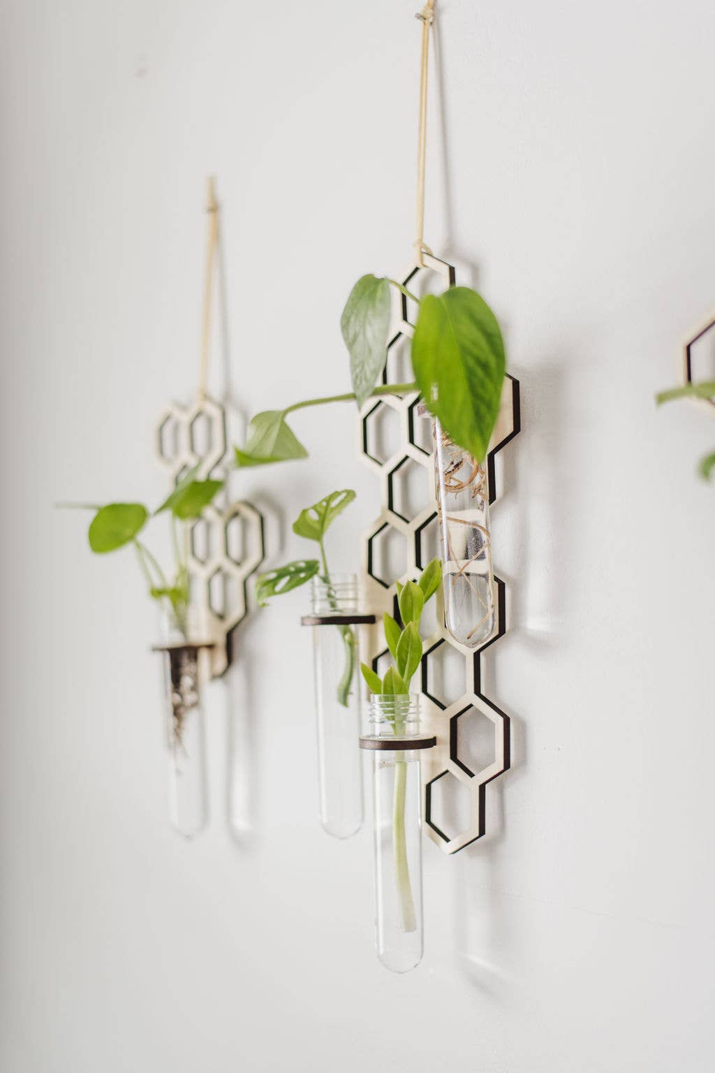 PlantsNsht - Wholesale Hanging Planter - 3 Tube Honeycomb Hanging Propagation Station5