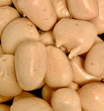 CARLA'S FREEZE DRIED TREATS LLC. - Wholesale Taffy - Freeze Dried Hunni Nut Bites (Bit o Honey)1