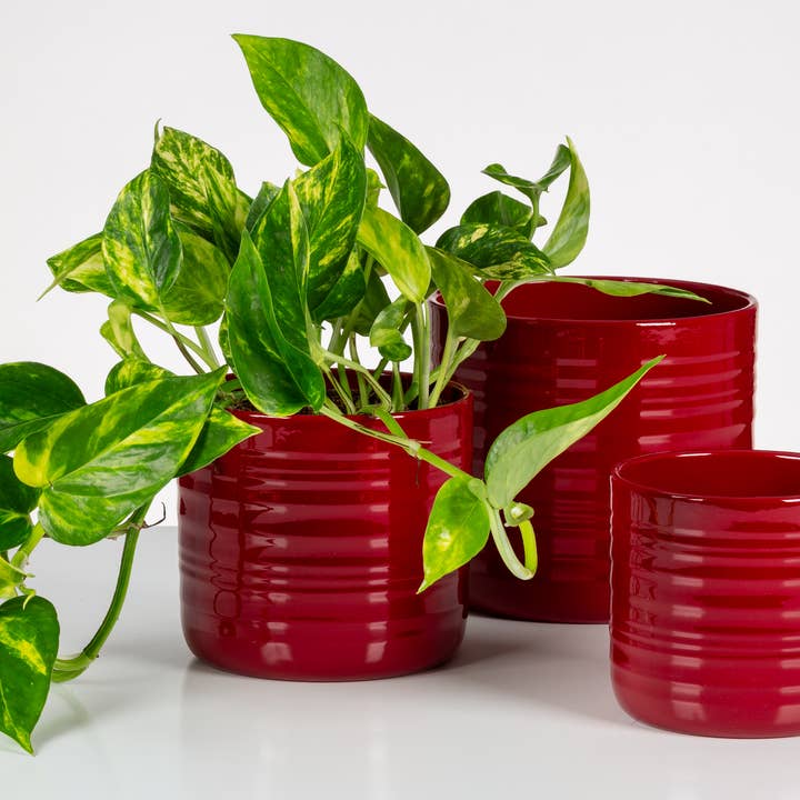 Scheurich - Wholesale Plant Pot - Blumentopf Cottage 850 made of ceramic5