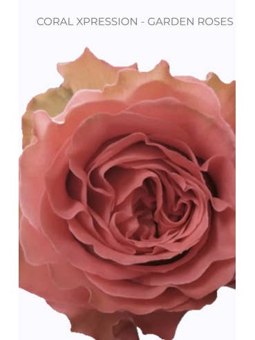 CORAL XPRESSION Garden Rose for wholesale by Florasource