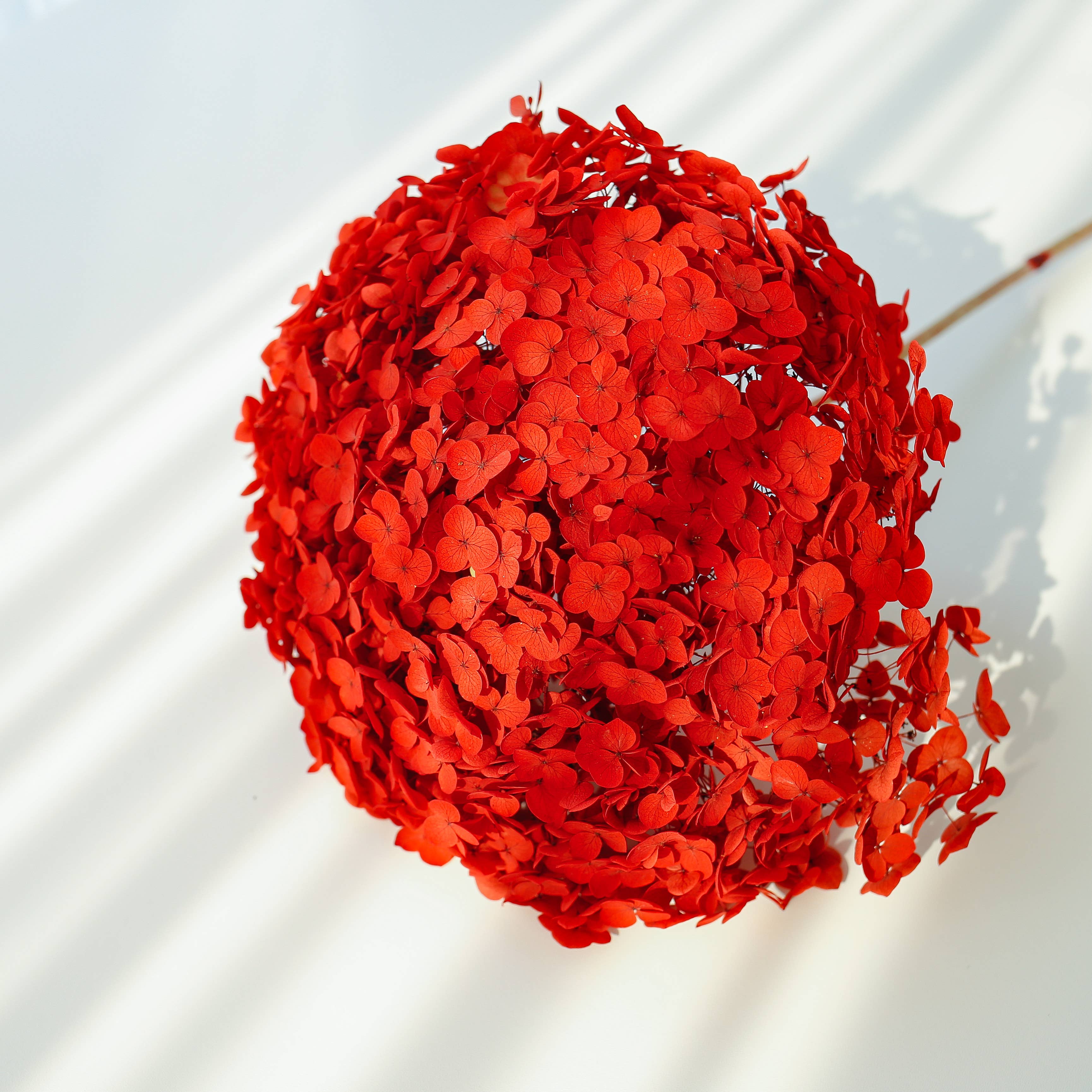 Floral Fields - Wholesale Dried/Pressed Flowers - Dried Preserved Hydrangea Large Head for Floral Design13