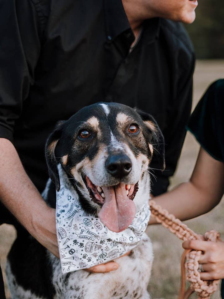 Paws in Love Bandana for wholesale by Modern Companion