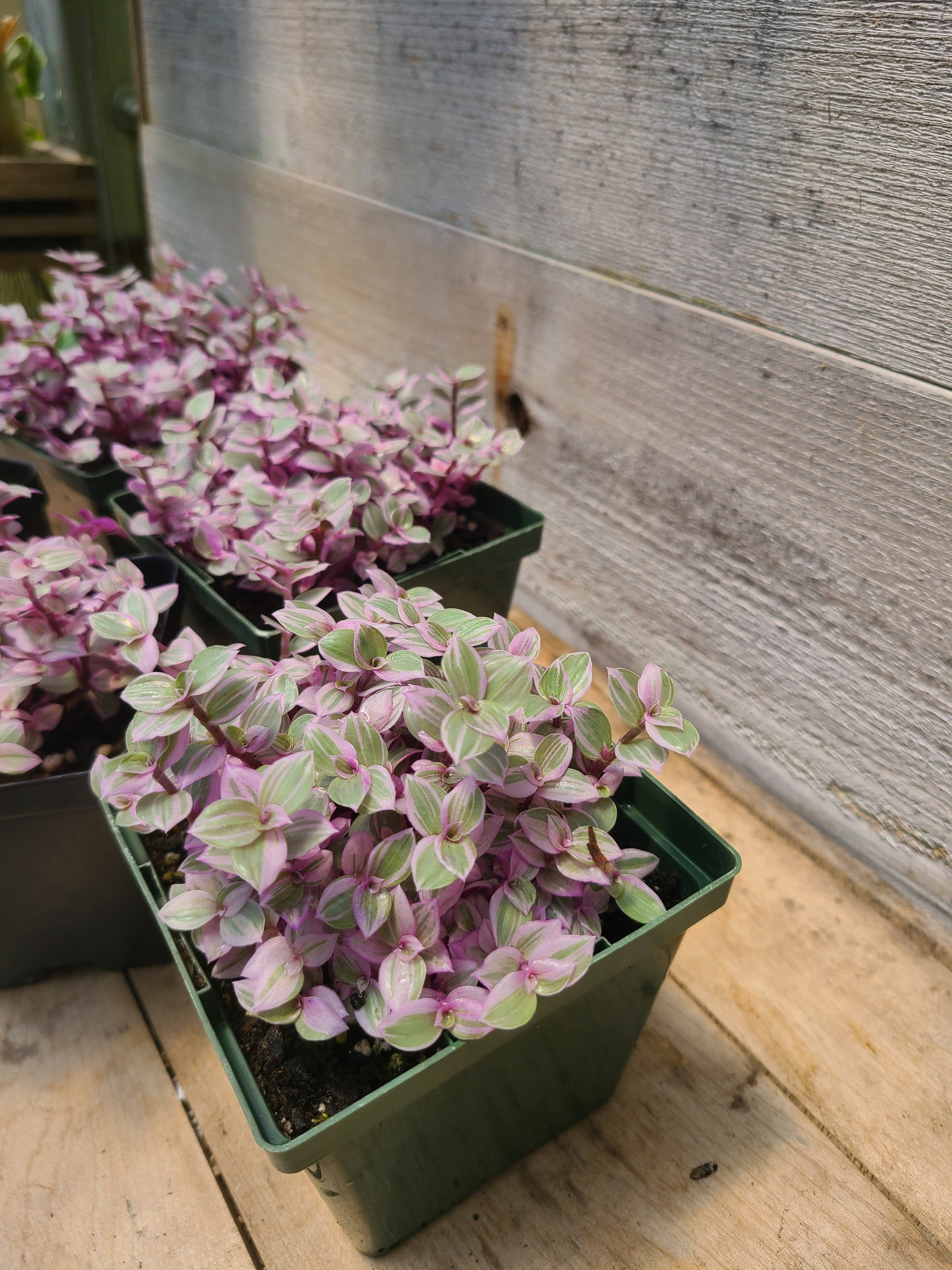 Buzz + Thrive Gardens – wholesale Live plant – Callisia 'Pink Lady'1