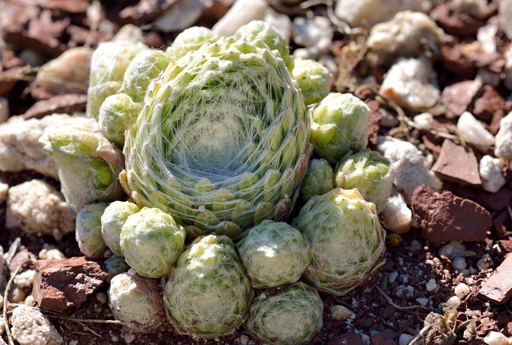 Best Plant Friend - Wholesale Succulent - Sempervivum 'Gorges de Daluis' - 2" Grower Pot2