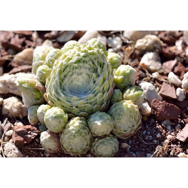 Best Plant Friend - Wholesale Succulent - Sempervivum 'Gorges de Daluis' - 2" Grower Pot2