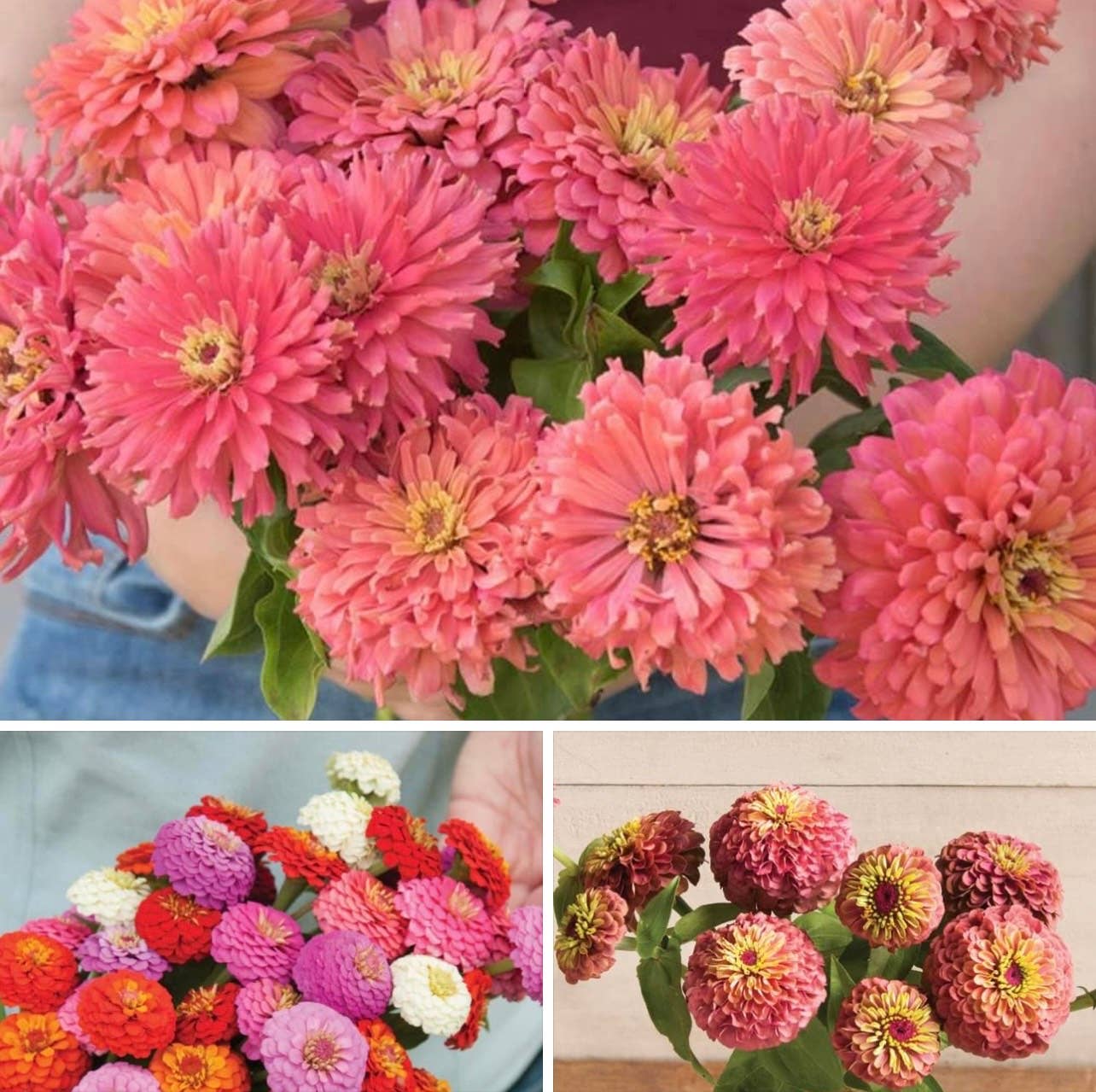 L’atelier secret du rang 4 - Vente Graines de plantes - Jardin en sachet3