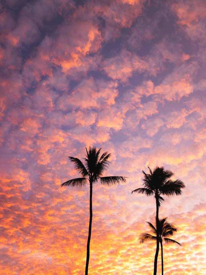 Lever de soleil sur les palmiers pour la vente par Love + Water Photography