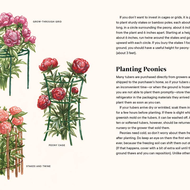 Paige Tate & Co. - Wholesale Book - Adult - A Little Book of Flowers: Peonies