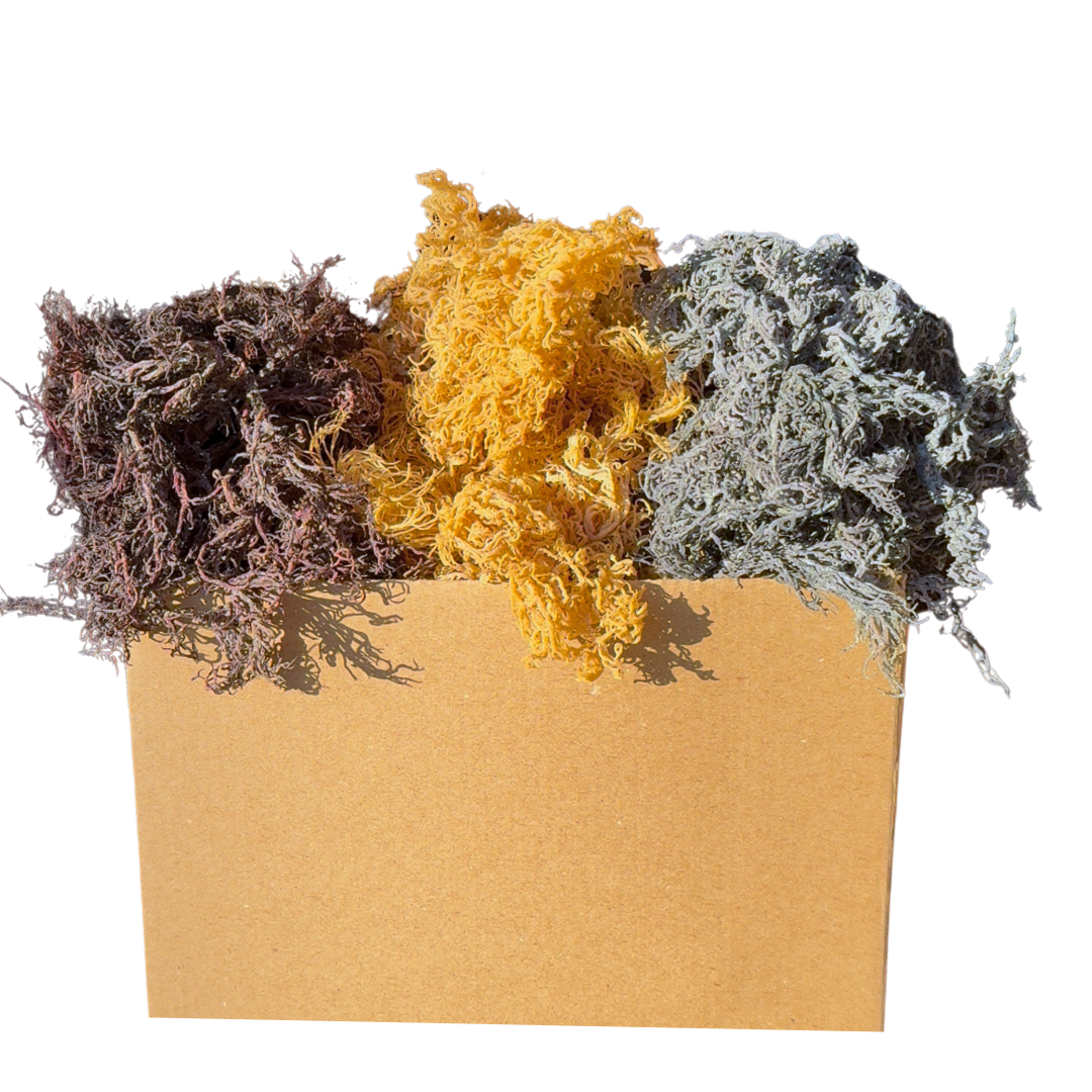 Atlantic Gold Sea Moss - Wholesale Oral Supplement/Vitamin - Dry Sea Moss 1 to 15 Lbs, Colors Wild-harvested St. Lucia1