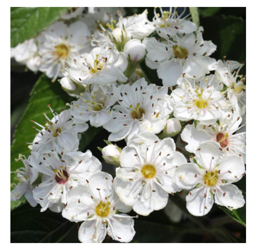 Lemuria – Suplemento/vitamina oral por atacado – Suplemento Extrato Total para Ansiedade - HAWTHORN 30ml6